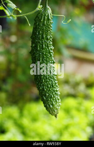 Il melone amaro appeso sull'albero nel giardino Foto Stock