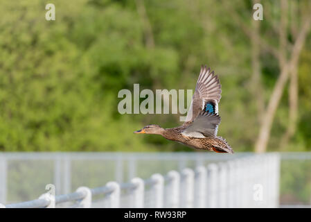 Femmina in volo sopra la passerella in Ifield Mill Pond. Foto Stock