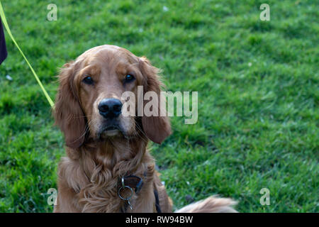 Adorabile cane Irish Setter con lunghe orecchie che guardano la macchina fotografica. Foto Stock
