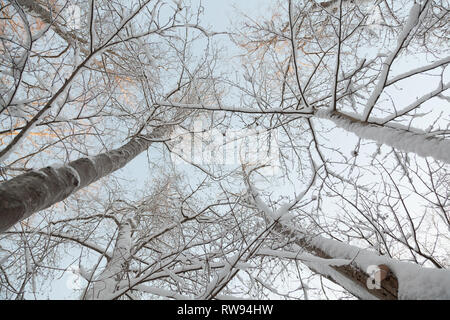 Vista dal basso della coperta di neve gli alberi della foresta Foto Stock