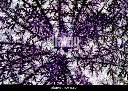 Naturale sfondo astratto. Vista dall'alto. Bussola viola con spine. Foto Stock