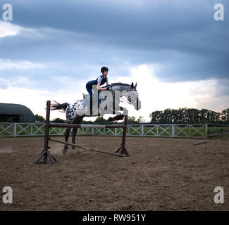 Super slow motion di una donna jockey salta sopra gli ostacoli su un cavallo. Foto Stock