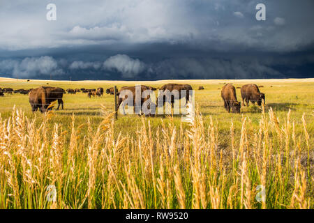 Una mandria di bisonti pascolare sulle pianure soleggiate come una tempesta scuro approcci. Foto Stock