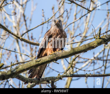 Aquilone rosso a riposo nella struttura ad albero Foto Stock