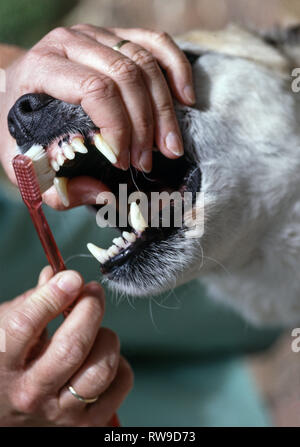 Il mio cane Bertie,a beagle maschi x Collie, avente i suoi denti puliti con la sua padrona. Foto Stock