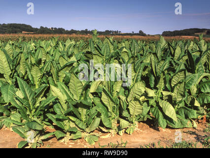 Un raccolto sul campo di giovani piante di tabacco (Nicotiana tabacum) nel sud-ovest della Francia. Foto Stock