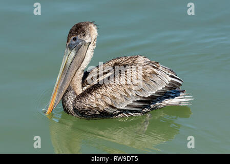 Brown pelican, capretti (Pelecanus occidentalis) sull'acqua in Rosa Marina, Marco Island, Florida, Stati Uniti d'America Foto Stock