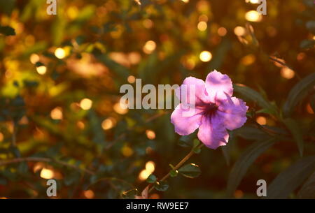 Vista dettagliata del singolo fiore pandanus sotto la luce del sole al mattino Foto Stock