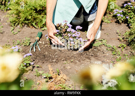 Donna piantare fiori nel giardino vicino fino Foto Stock