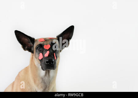 Ritratto di un cane su uno sfondo bianco della razza Pastore belga Malinois nei cuori Foto Stock