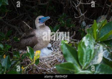 Una femmina Red Footed Booby seduta sul suo nido con un soffice bianco pulcino appena visibile. Foto Stock