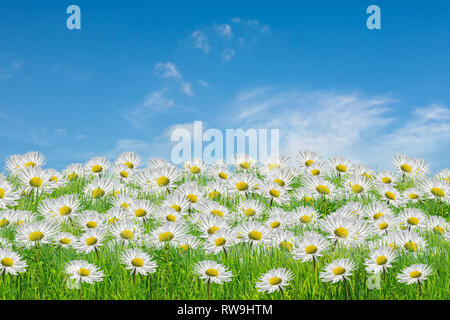 Campo di camomiles alla giornata di sole in natura Foto Stock