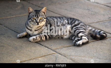 Gatto randagio riposa all'ombra Foto Stock