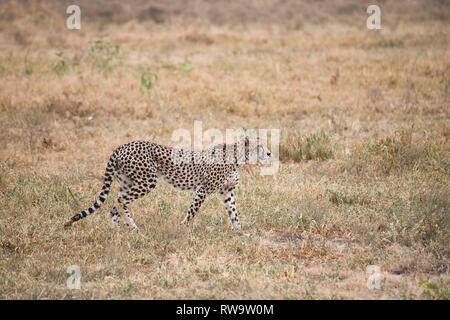 Femmina di ghepardo (Acinonyx jubatus) caccia al mattino presto Foto Stock