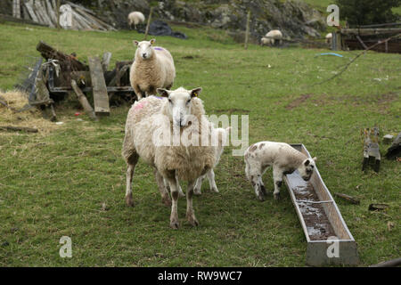 Pecora con due agnelli, uno che guarda in un vuoto di mangiatoia in Shropshire, Inghilterra, Regno Unito. Foto Stock