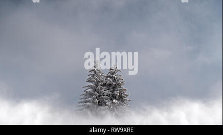 2 coperte di neve alberi di pino a sedersi in un nuvoloso, misty, paesaggio alpino. Gli alberi a sedersi in un perfetto freddo inverno scena. Foto Stock
