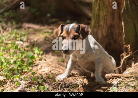 Jack Russell Terrier hound nella foresta. Cane da caccia è alla ricerca di un nido Foto Stock