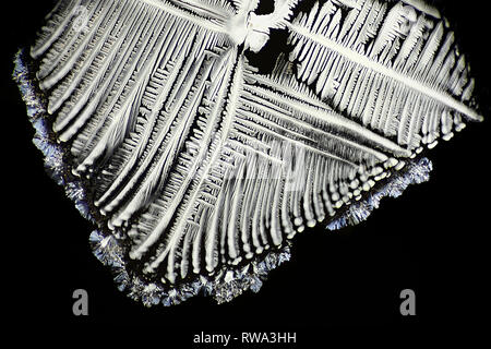 Questo è il paracetamolo, un comune dolore farmaci in forma di cristalli, fotografato su un microscopio vetrino di vetro Foto Stock