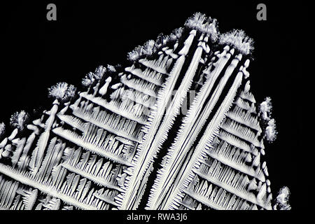 Questo è il paracetamolo, un comune dolore farmaci in forma di cristalli, fotografato su un microscopio vetrino di vetro Foto Stock