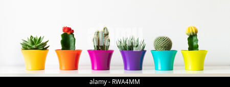 Varie fioritura cactus e le piante succulente in luminosi colorati vasi di fiori in fila contro il muro bianco. Impianti di casa sul ripiano bianco web panoramica ba Foto Stock