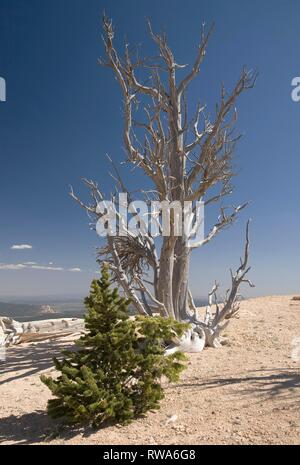 E morto giovane montagna rocciosa bristlecone pine (Pinus aristata), il Parco Nazionale di Bryce Canyon, Utah, Stati Uniti d'America Foto Stock