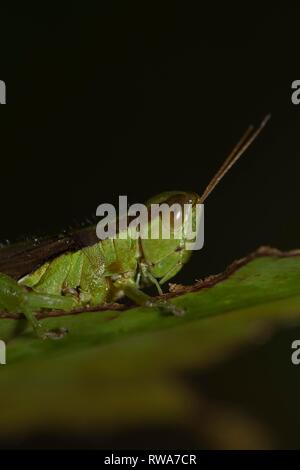 Inclinare-di fronte grasshopper (Gomphocerinae) siede sulla foglia snocciolate, Thailandia Foto Stock