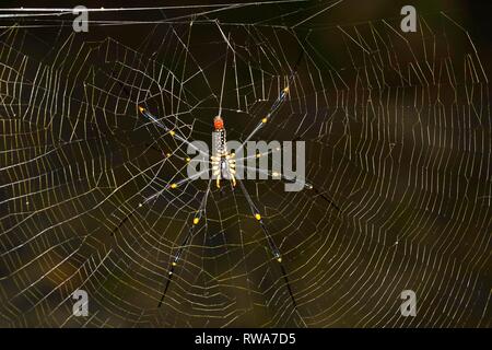 Parzializzato Golden Orb Weaver (Nephila constricta) nella tela di ragno, Thailandia Foto Stock