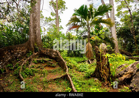 Swietenia macrophylla, comunemente noto come il mogano, honduregne, mogano Honduras mogano, big-foglia di mogano o West Indian mogano, è una specie di p Foto Stock