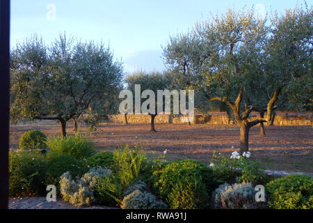 Alberi di olivo in un giardino nel sud della Francia Foto Stock