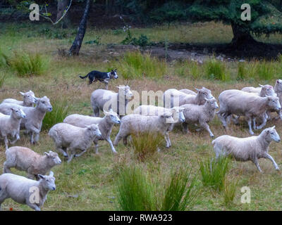 Pastore sheepdog e radunare le pecore. Fotografato vicino a Christchurch, Nuova Zelanda Foto Stock