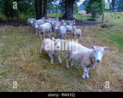 Pastore sheepdog e radunare le pecore. Fotografato vicino a Christchurch, Nuova Zelanda Foto Stock