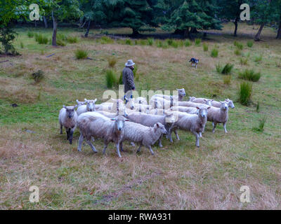 Pastore sheepdog e radunare le pecore. Fotografato vicino a Christchurch, Nuova Zelanda Foto Stock