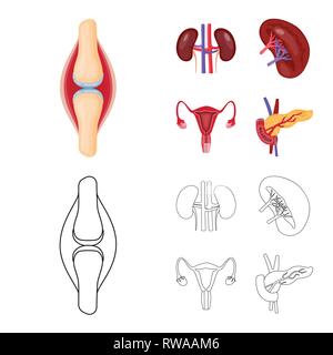 Osso,rene,urinario,pancreas,TENDINE,sistema endocrino,,il legamento,fagioli,Vescica,il diabete,pregiudizio,trapianto,excretory,digestivi muscolo,,pietre,femmina,corpo,di midollo osseo,Schema,,riproduttiva il cancro,congiunto,malattia,ovaia,alimentare cartilagine,,uterino tumore,,biology,scientific,ricerca,laboratorio,anatomia,organo interno,,medical,,umana salute,impostare,vettore,icona,immagine,isolato,raccolta,design,l'elemento,graphic,segno vettori vettore , Illustrazione Vettoriale