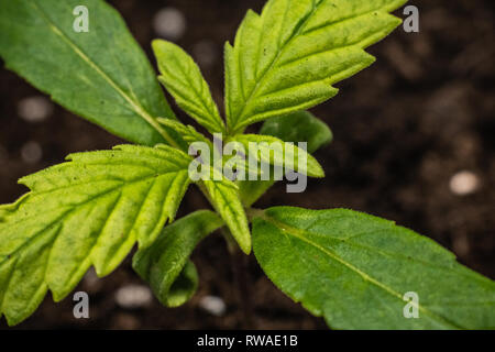 Germoglio di marijuana medica crescente impianto indoor. Pianta di cannabis. I servizi sanitari con la marijuana medica Foto Stock