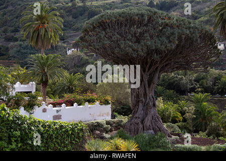 Drago Milenario - la millenaria Tree, Tenerife Foto Stock