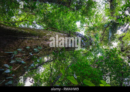 Alberi in La Fortuna Costa Rica Foto Stock