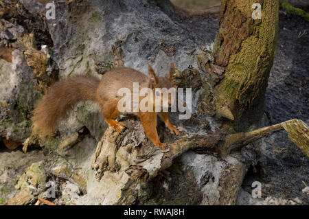 Scoiattolo rosso alla ricerca di cibo Foto Stock