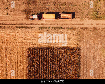 Vista aerea del trattore agricolo con carrelli di carico in campo caricato con raccolte di chicchi di mais Foto Stock