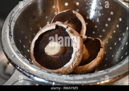 Grandi funghi Champignon in cucina scolapasta pronta per la cottura e sono della stessa specie di pulsante bianco varietà . Agaricus bisporus fotografia prendere Foto Stock