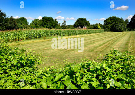 San Donato Monchelsea village, Kent, Inghilterra. Siepe, campo e convertito Oast case di distanza Foto Stock