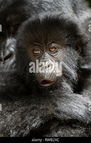 La madre e il bambino gorilla di montagna, Gorilla beringei beringei, Mgahinga Gorilla National Park, Uganda Foto Stock