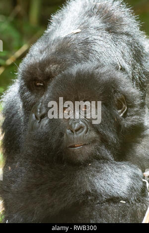 La madre e il bambino gorilla di montagna, Gorilla beringei beringei, Mgahinga Gorilla National Park, Uganda Foto Stock