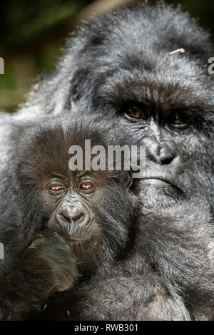 La madre e il bambino gorilla di montagna, Gorilla beringei beringei, Mgahinga Gorilla National Park, Uganda Foto Stock