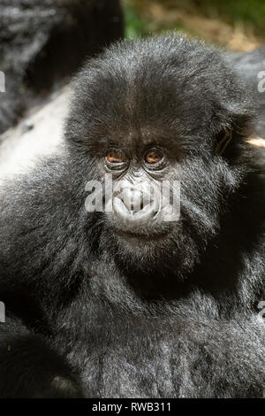 La madre e il bambino gorilla di montagna, Gorilla beringei beringei, Mgahinga Gorilla National Park, Uganda Foto Stock