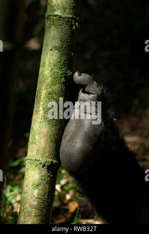 Gorilla di Montagna in appoggio il suo piede contro il bambù, Gorilla beringei beringei, Mgahinga Gorilla National Park, Uganda Foto Stock