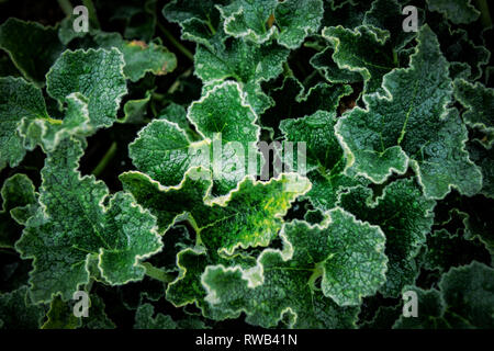 Layout creativo fatto di foglie verdi. Lay piatto. Sullo sfondo della natura Foto Stock