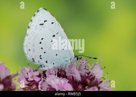 Faulbaum-Bläuling, Faulbaumbläuling, Blütenbesuch un Wilder possiedi, Bläuling, Celastrina argiolus, Celestrina argiolus, Cyaniris argiolus, Lycaena argio Foto Stock