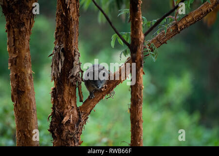 Southern tree hyrax, Dendrohyrax arboreus, Mgahinga Gorilla National Park, Uganda Foto Stock