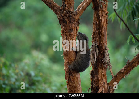 Southern tree hyrax, Dendrohyrax arboreus, Mgahinga Gorilla National Park, Uganda Foto Stock