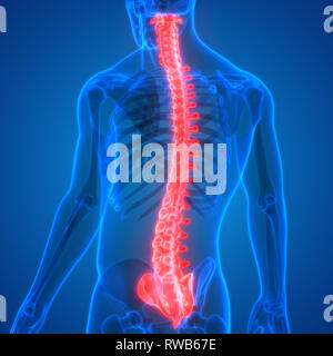 Scheletro umano del sistema colonna vertebrale anatomia Foto Stock